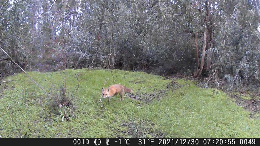 Vulpes vulpes patwin (Sacramento Valley Red Fox), California species