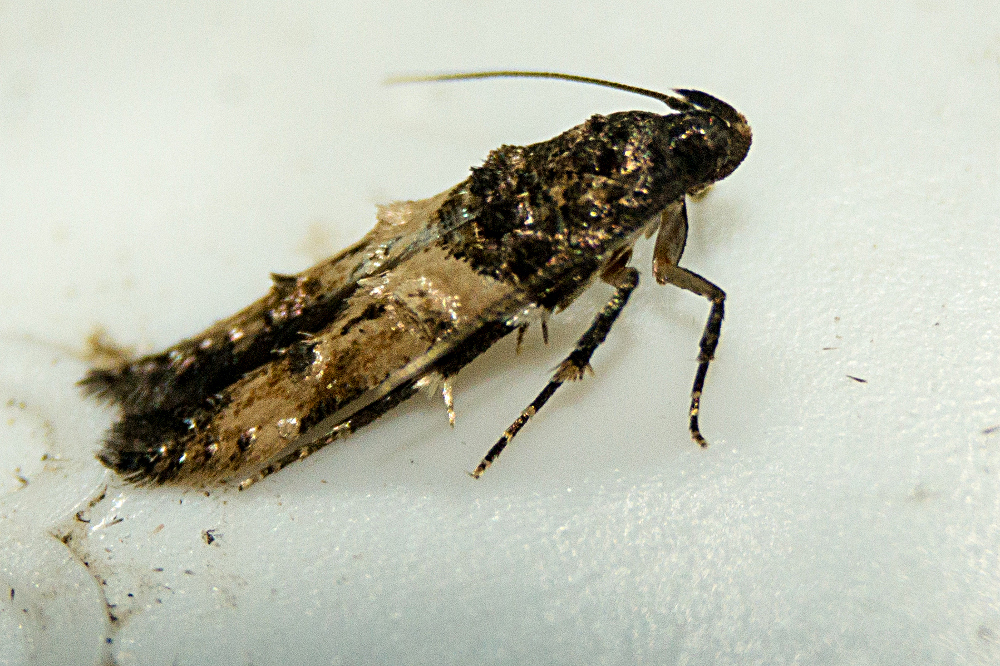 Walshia miscecolorella (Sweet Clover Root Borer Moth), California species