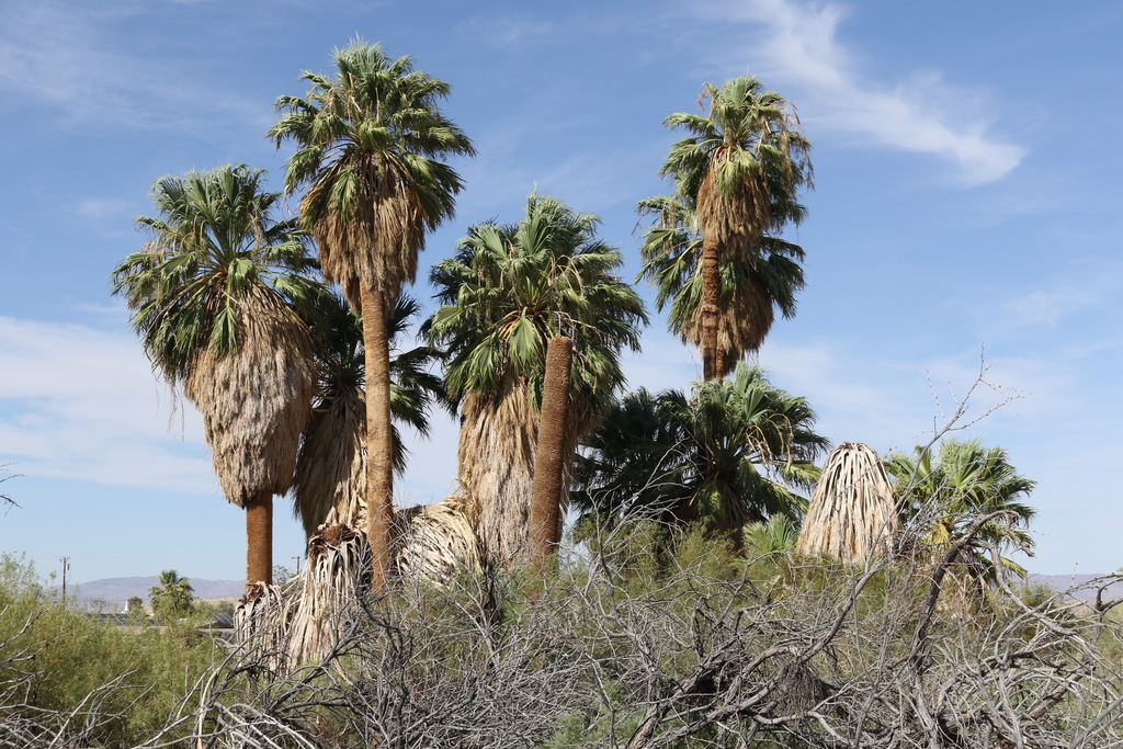 Washingtonia filifera (California fan palm), native California tree