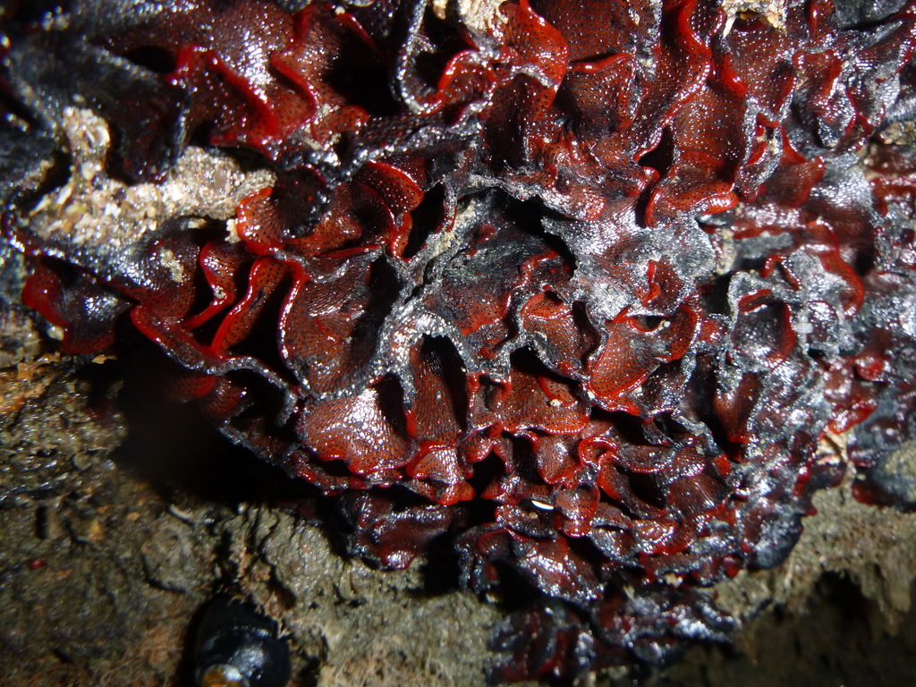 Watersipora subtorquata (Red-rust bryozoan), California species