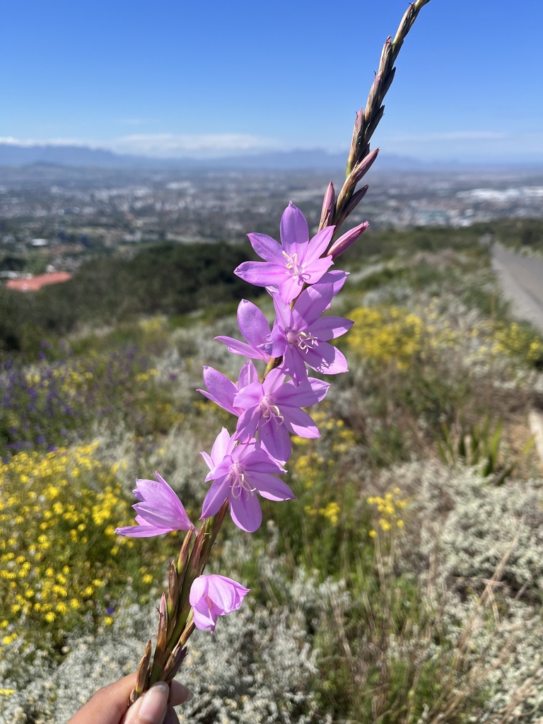 Watsonia marginata (Fragrant bugle lily), non-native California herb