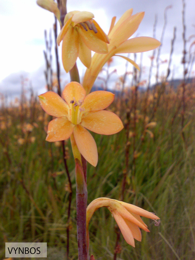 Watsonia meriana (Bulbil bugle lily), non-native California herb
