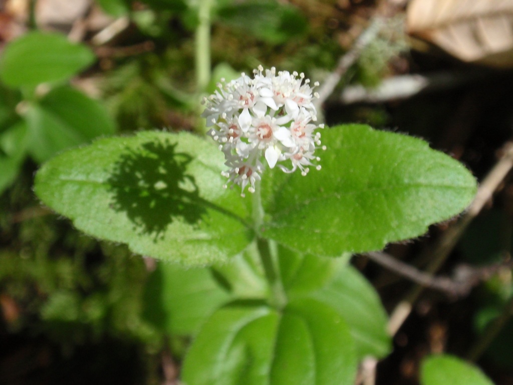 Whipplea modesta (Modesty), native California shrub