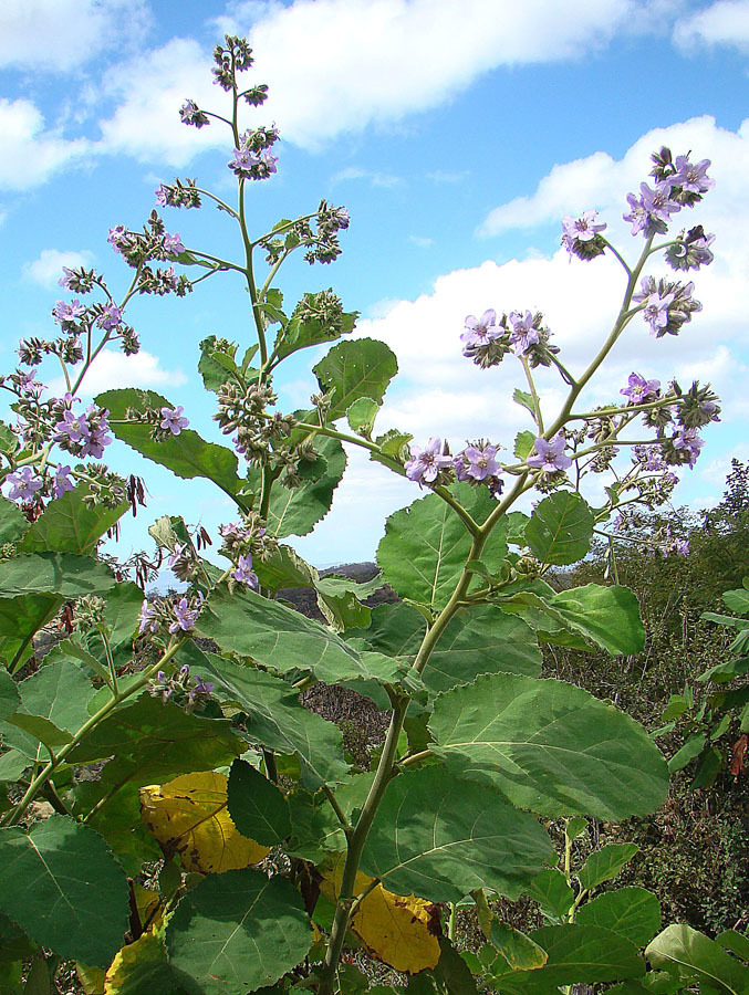 Wigandia sp., non-native California shrub