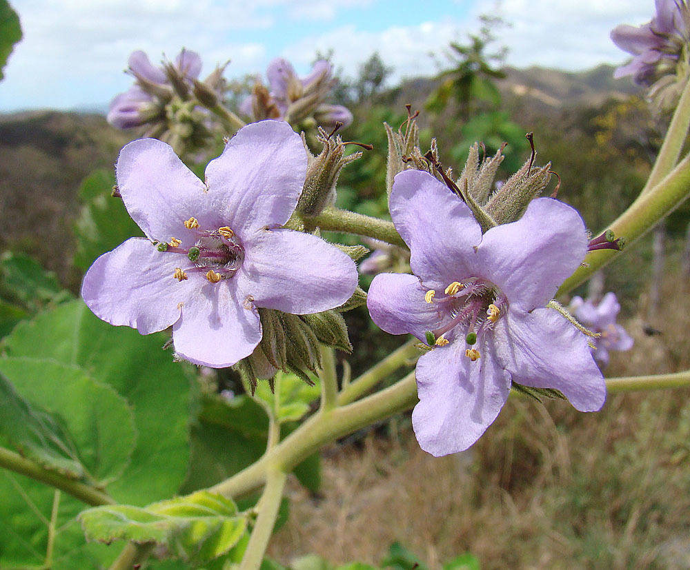 Wigandia urens (Stinging wigandia), non-native California subshrub