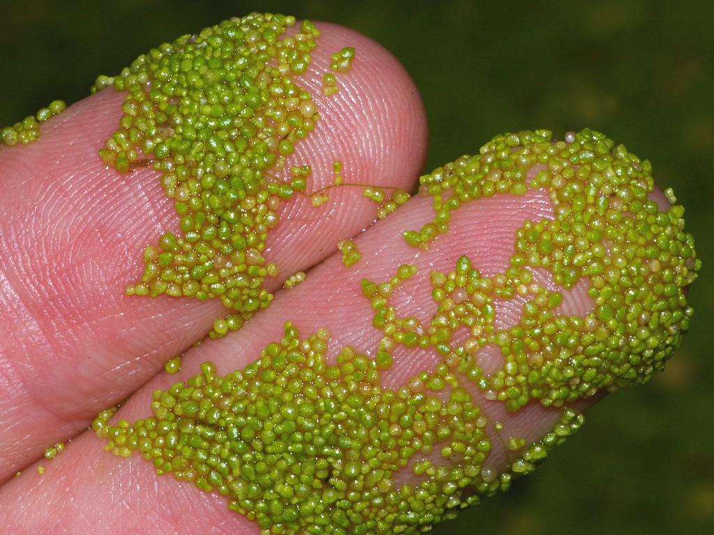 Wolffia arrhiza (Spotless watermeal), native California herb