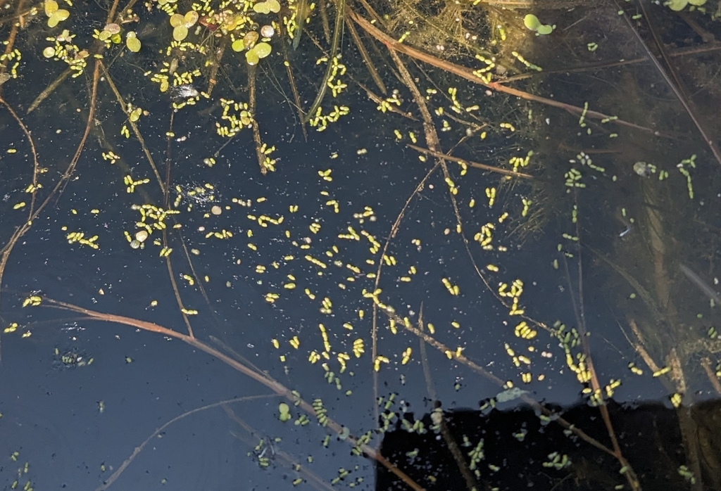 Wolffia borealis (Northern water meal), native California herb