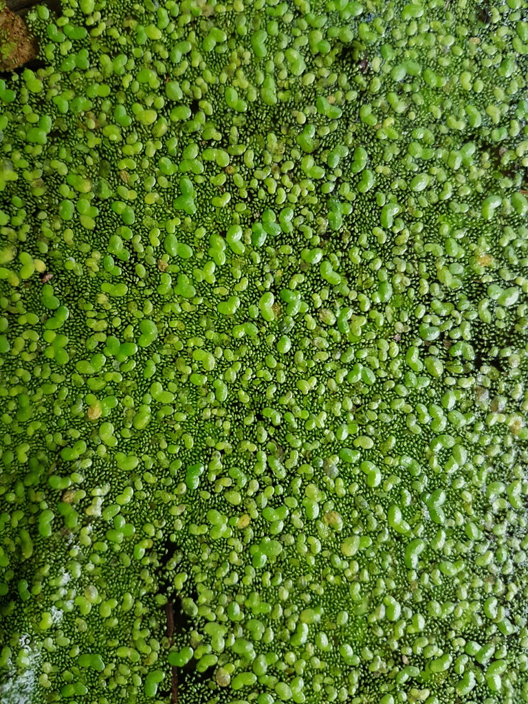 Wolffia columbiana (Columbia water meal), native California herb