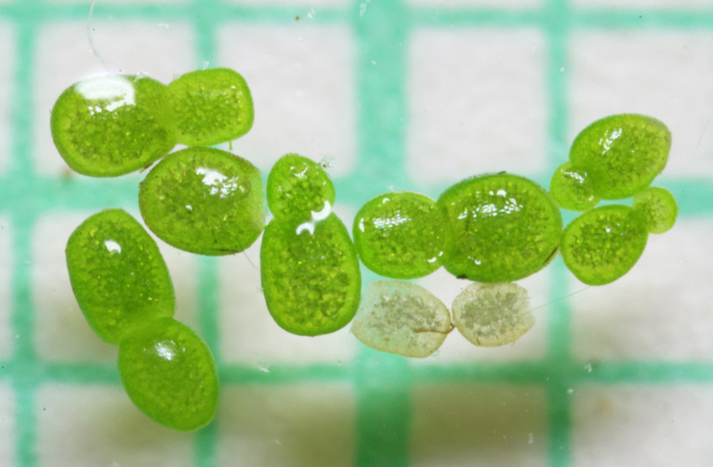 Wolffia globosa (Asian watermeal), native California herb