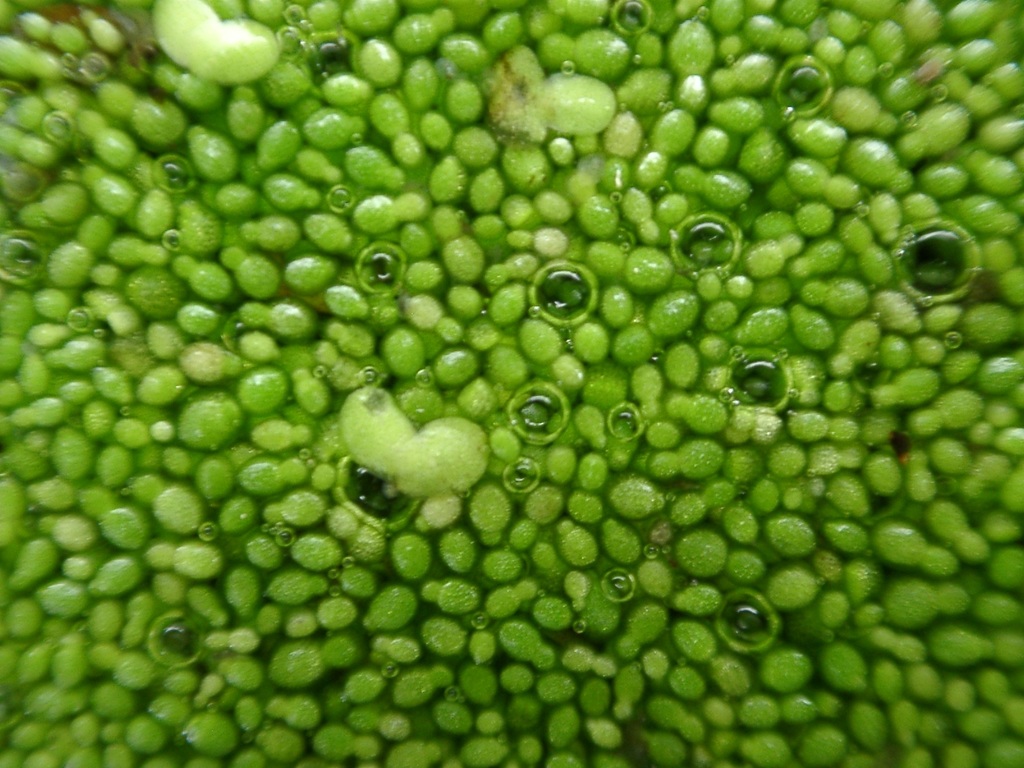 Wolffia sp. (Watermeal), native California perennial