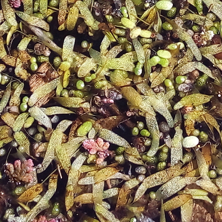 Wolffiella lingulata (Mud midget), native California herb