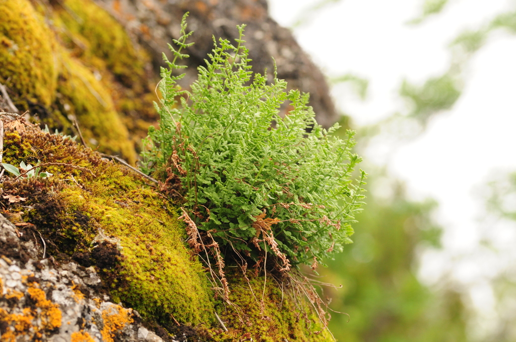 Woodsia oregana (Cliff fern), native California herb