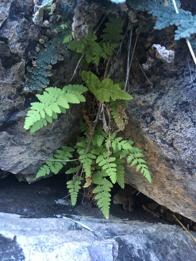 Woodsia plummerae (Plummer's woodsia), native California herb
