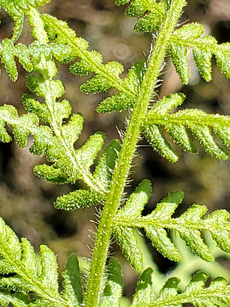 Woodsia scopulina (Cliff fern), native California herb