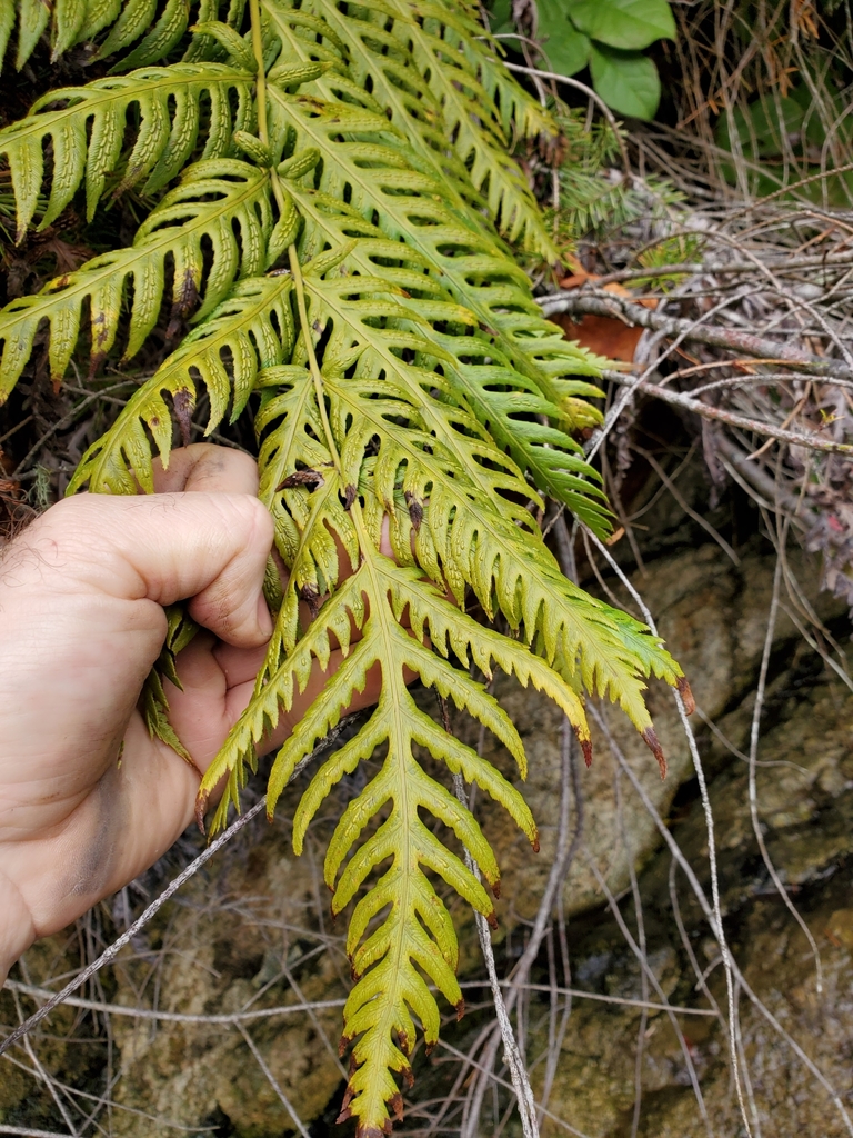 Woodwardia fimbriata (Giant chain fern), native California herb