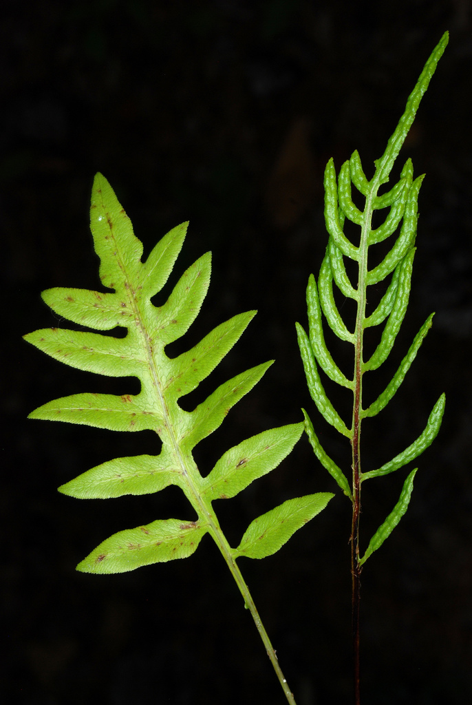 Woodwardia sp. (Chain fern), native California perennial