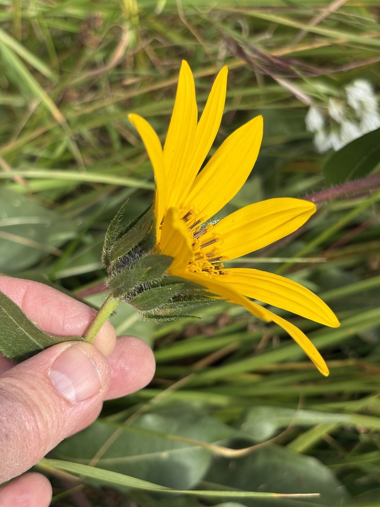 Wyethia angustifolia (California compassplant), native California herb