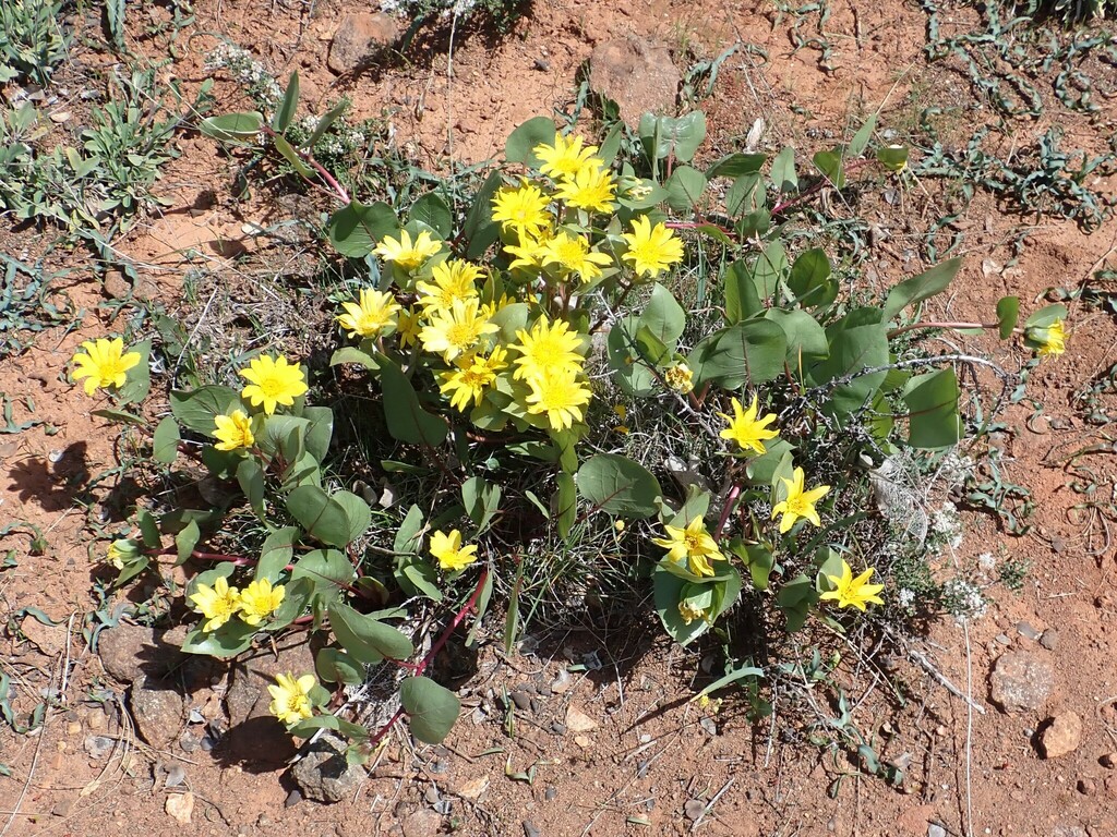 Wyethia bolanderi (Bolander's mule's ears), native California herb