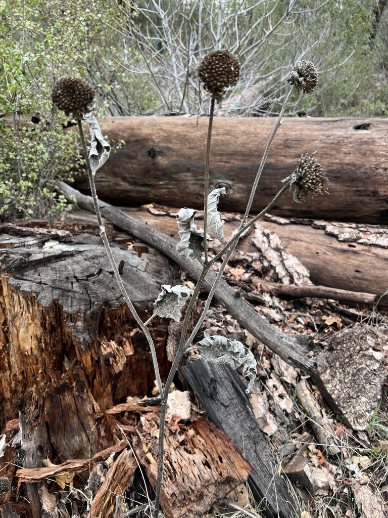 Wyethia elata (Hall's wyethia), native California herb