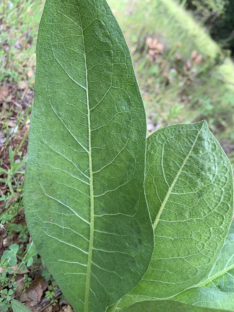 Wyethia glabra (Coast range mule ears), native California herb