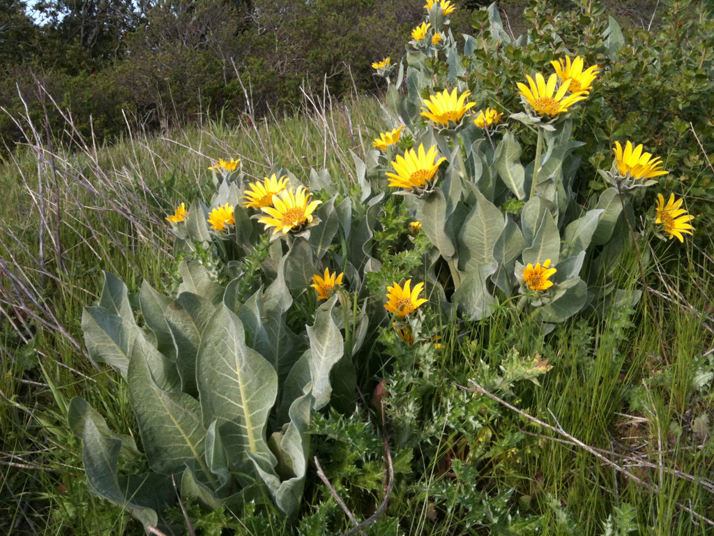 Wyethia helenioides (Gray mule ears), native California herb