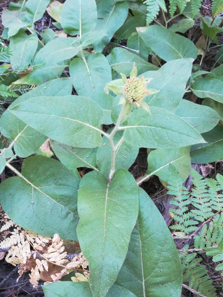 Wyethia invenusta (Rayless mule's ears), native California herb