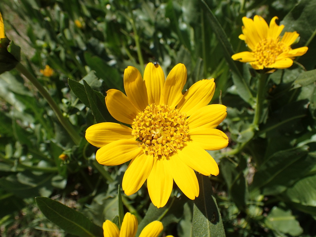 Wyethia longicaulis (Humboldt county wyethia), native California herb