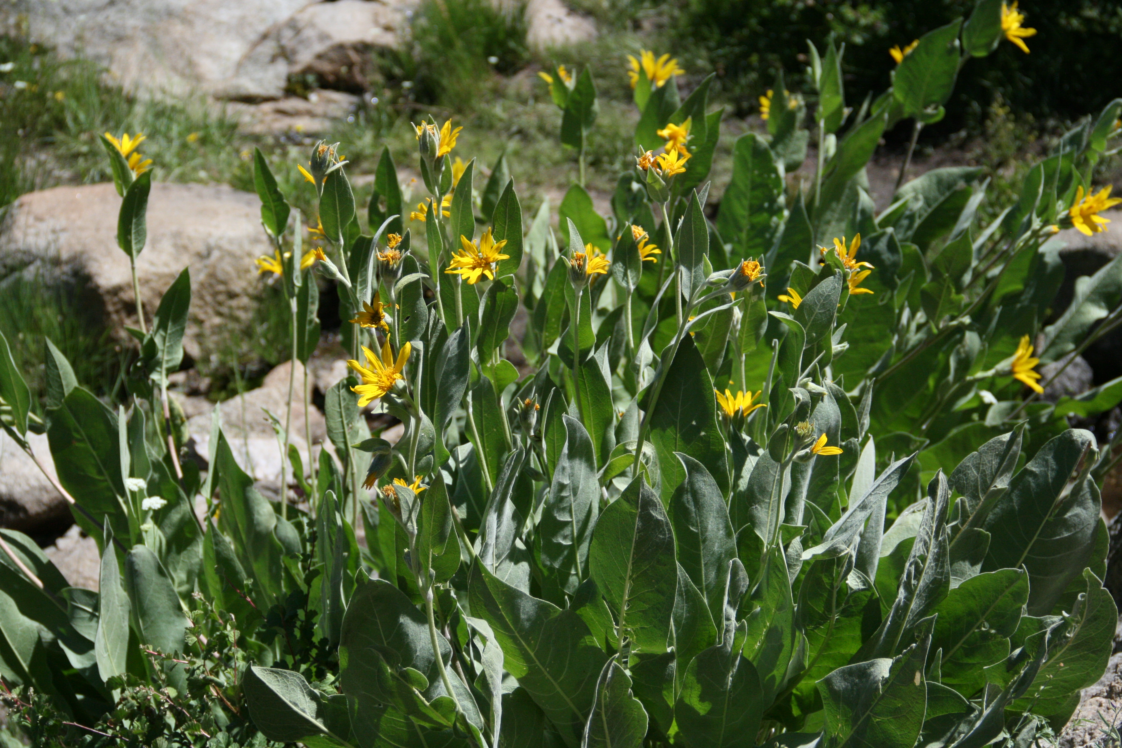 Wyethia mollis (Mountain mule ears), native California herb