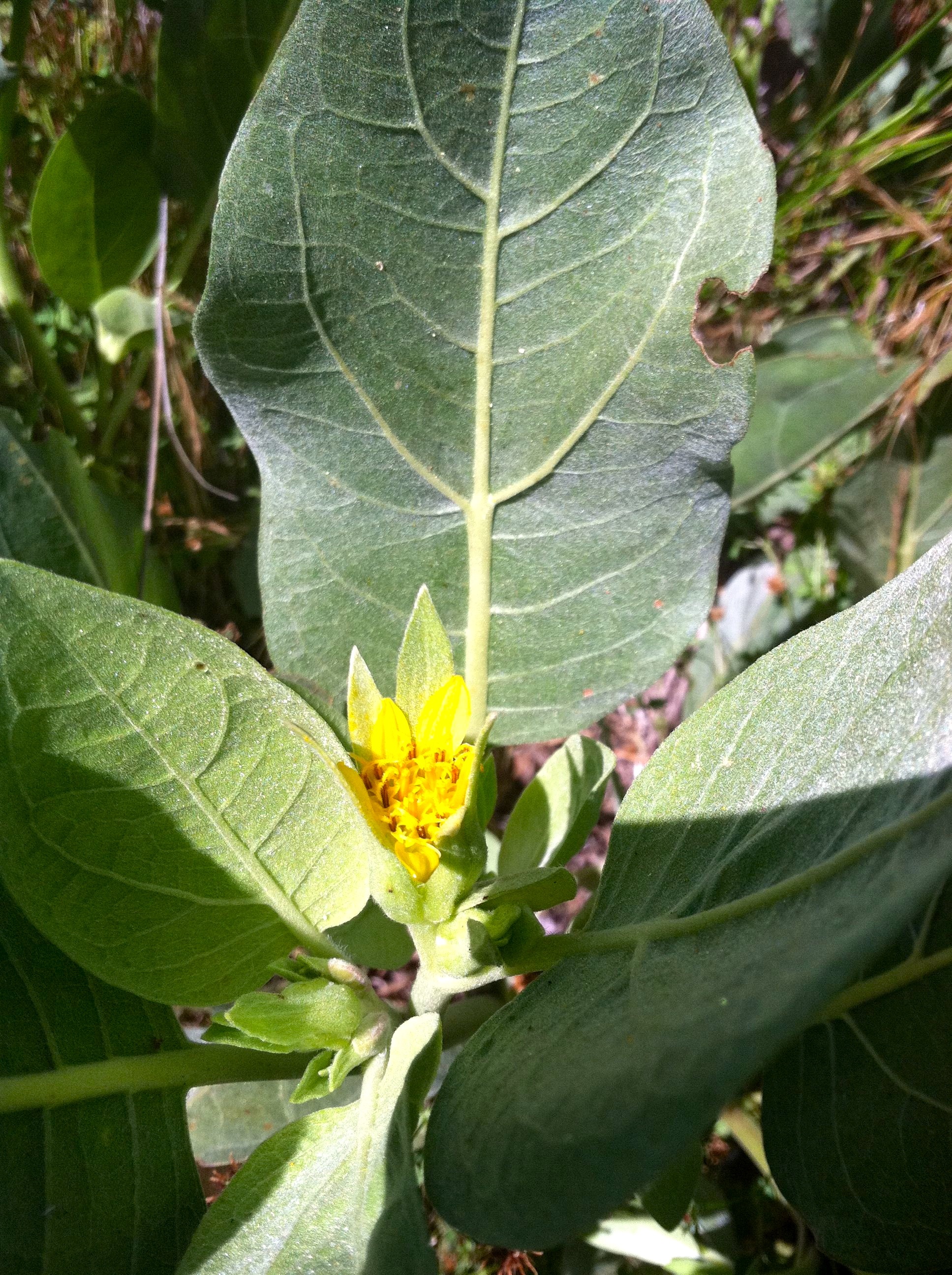 Wyethia ovata (Southern mule's ears), native California herb