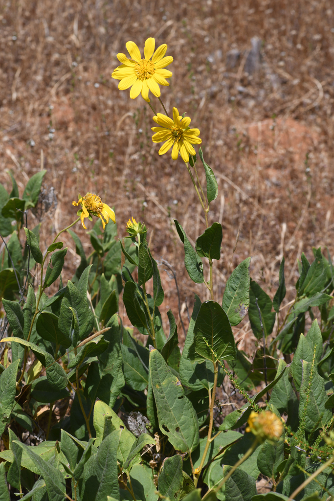 Wyethia reticulata (El dorado county mule ears), native California herb