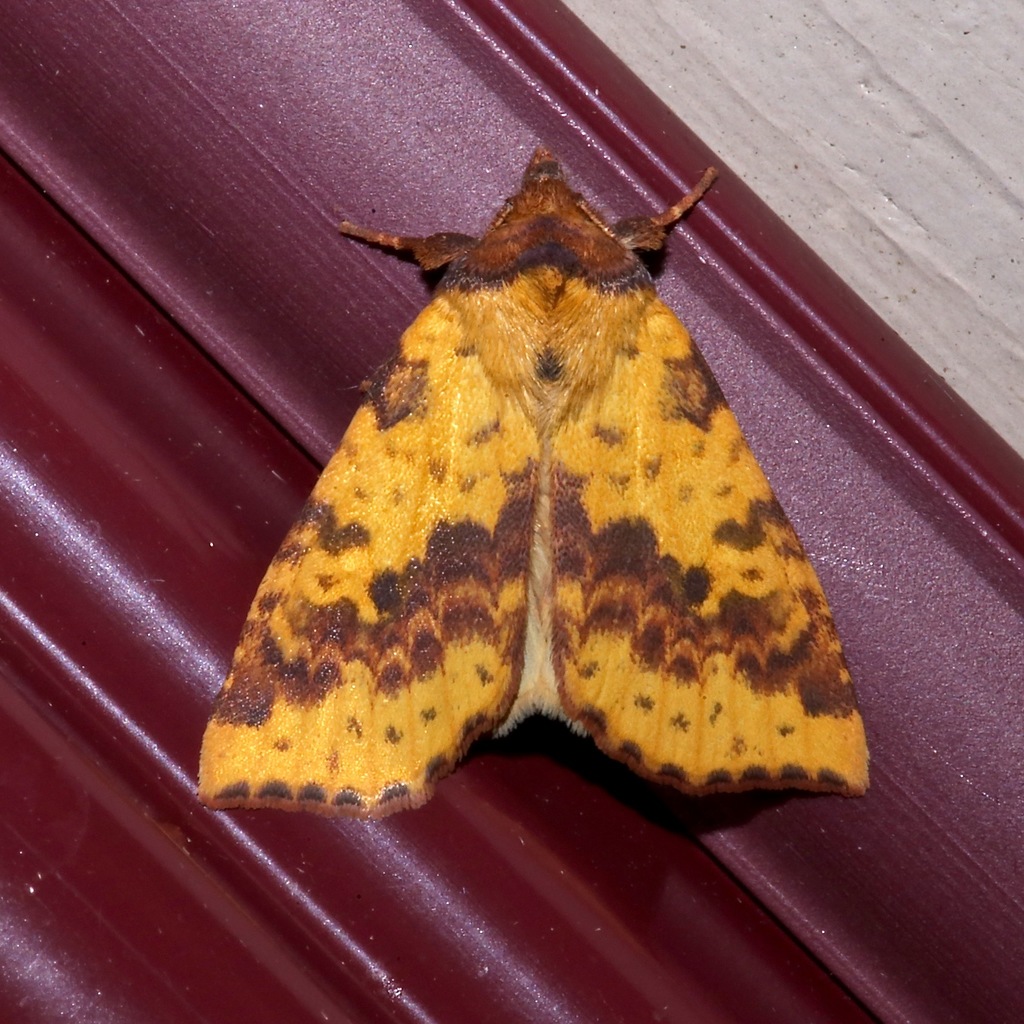 Xanthia tatago, California species