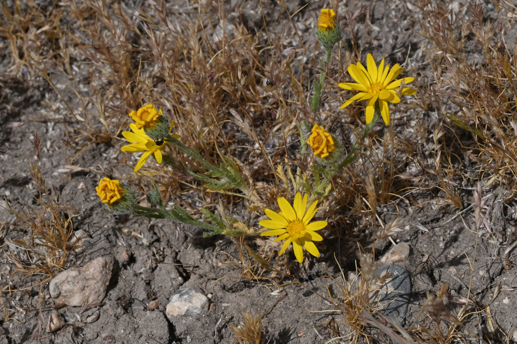 Xanthisma gracile (Annual bristleweed), native California herb