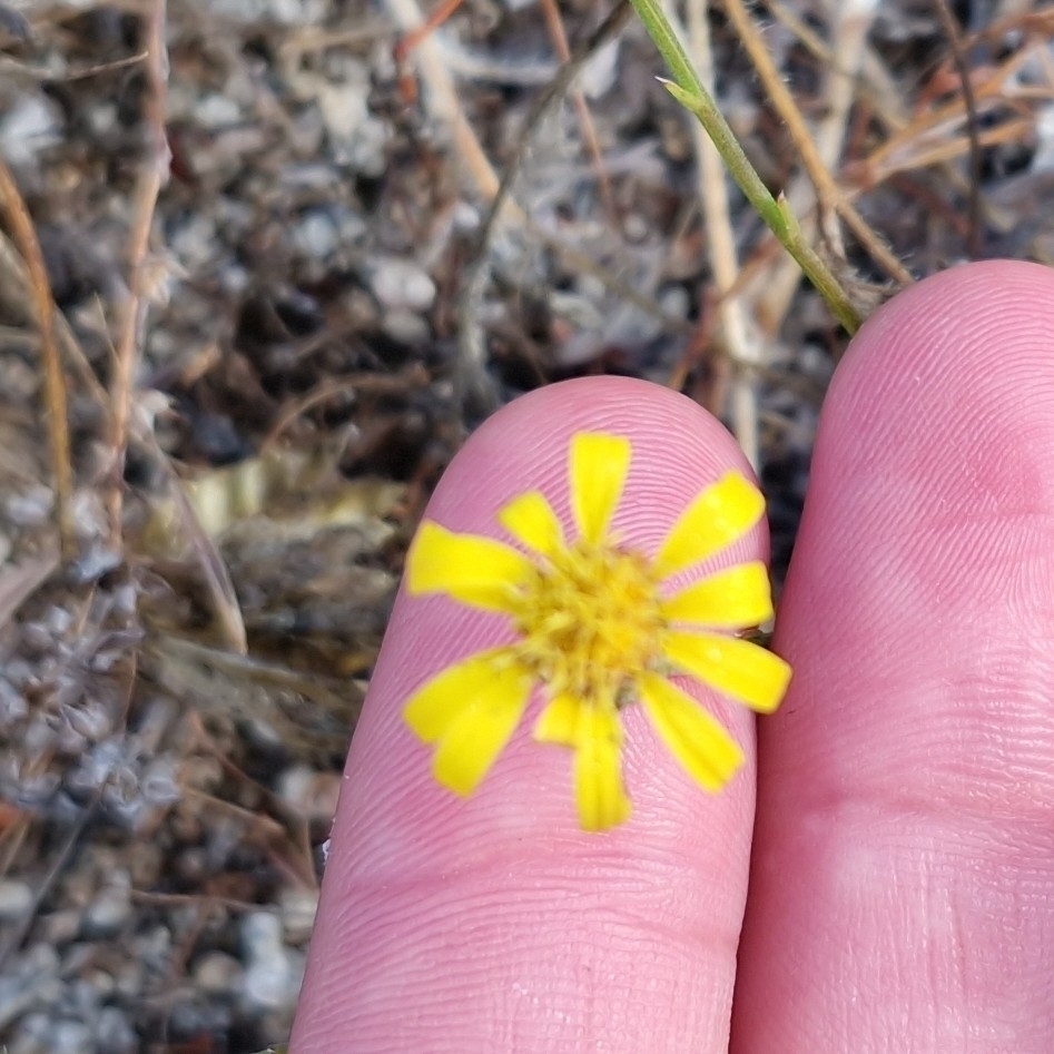 Xanthisma junceum (Rush-like bristleweed), native California subshrub