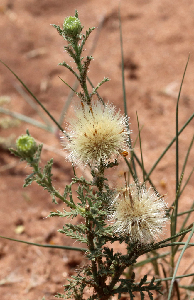 Xanthisma spinulosum var. gooddingii (Spiny goldenweed), native California subshrub