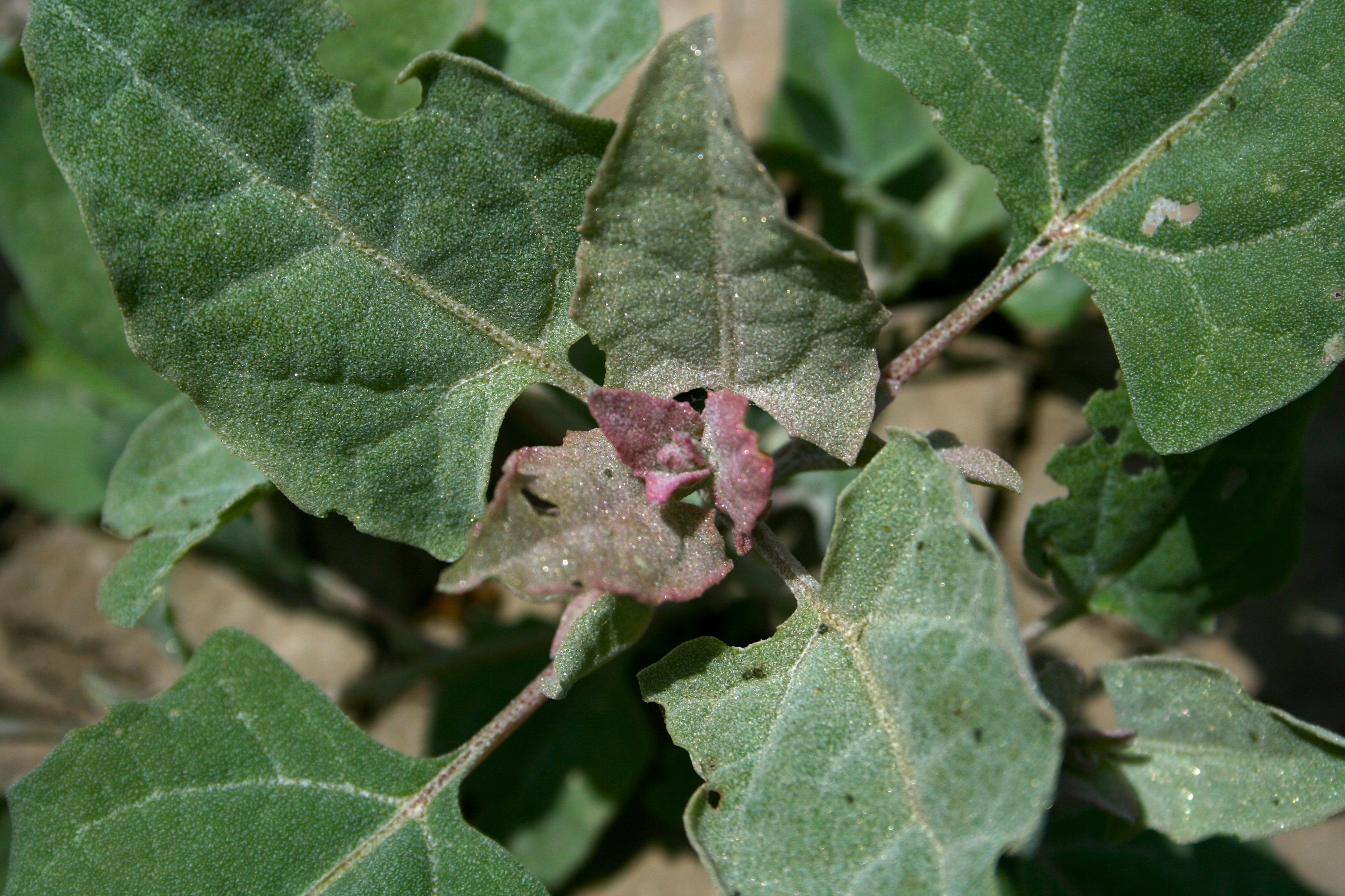Xanthium orientale (Common cocklebur), native California annual