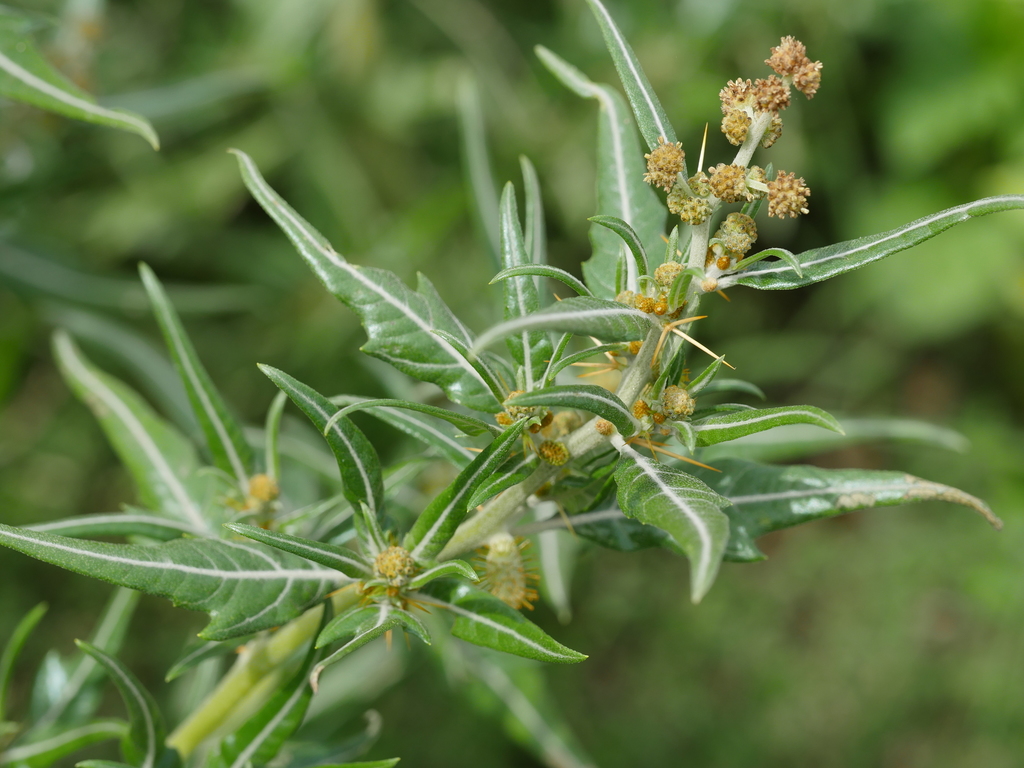 Xanthium spinosum (Spiny cocklebur), native California herb