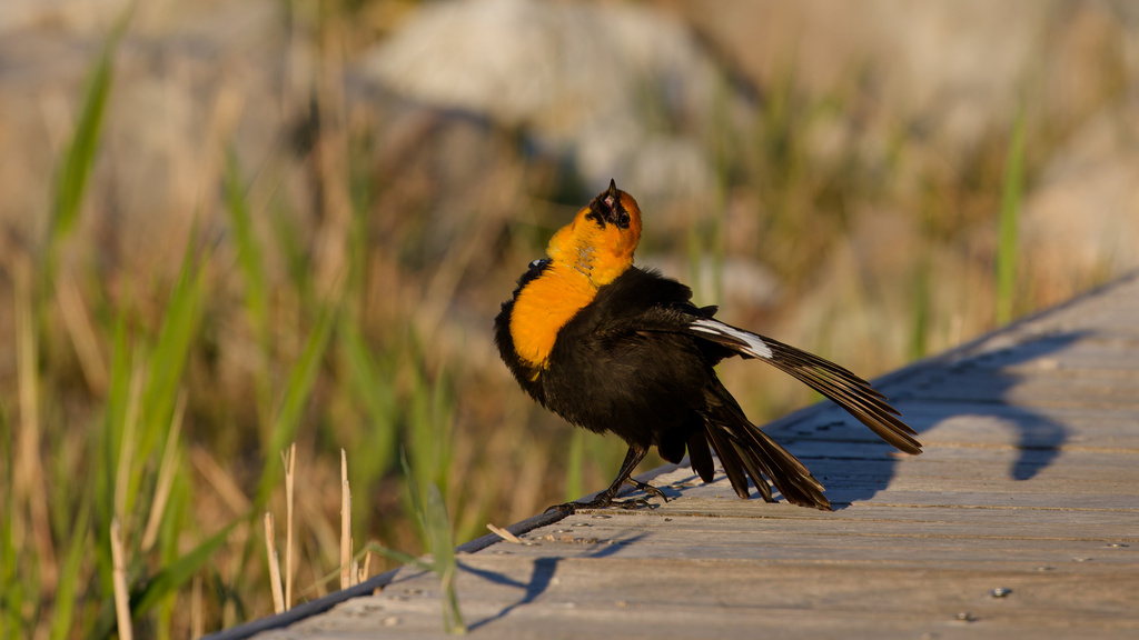 Xanthocephalus xanthocephalus (Yellow-headed Blackbird), California species