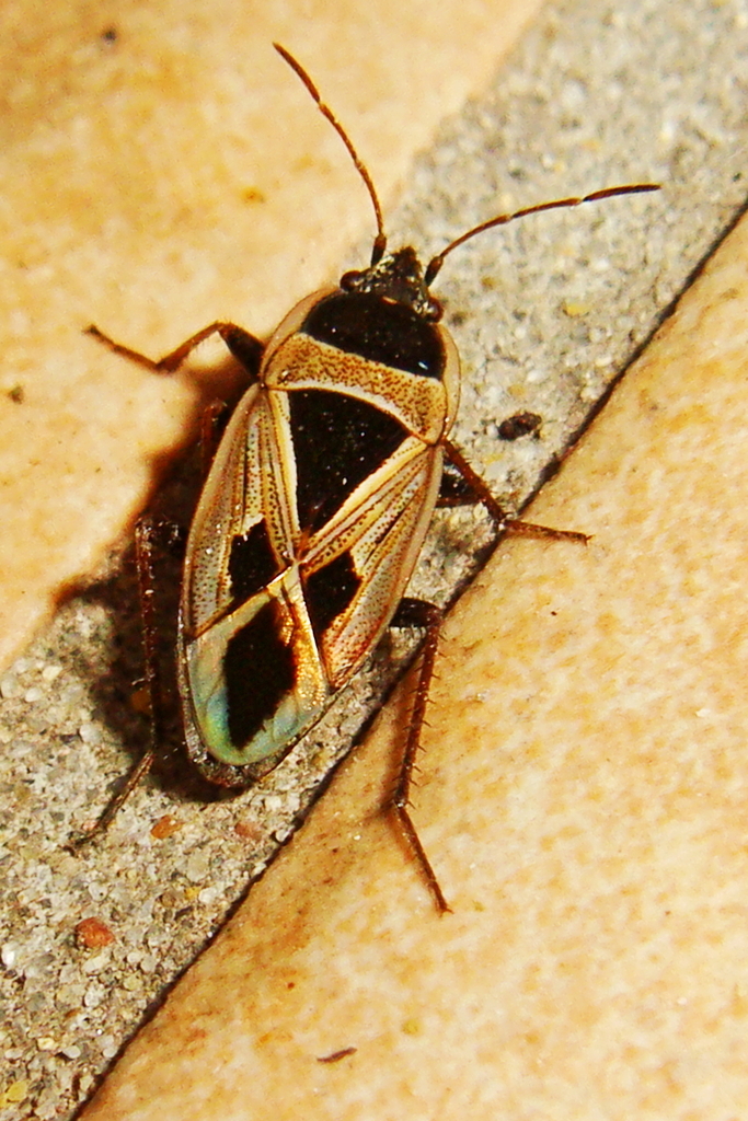 Xanthochilus saturnius (Mediterranean Seed Bug), California species