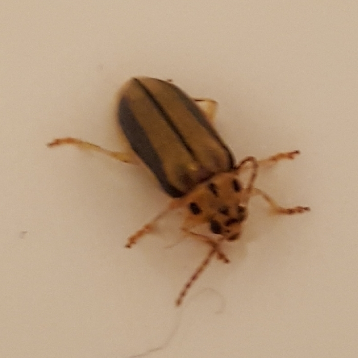 Xanthogaleruca luteola (Elm Leaf Beetle), California species