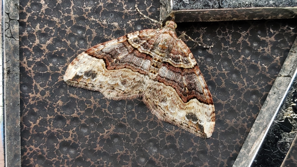 Xanthorhoe defensaria, California species