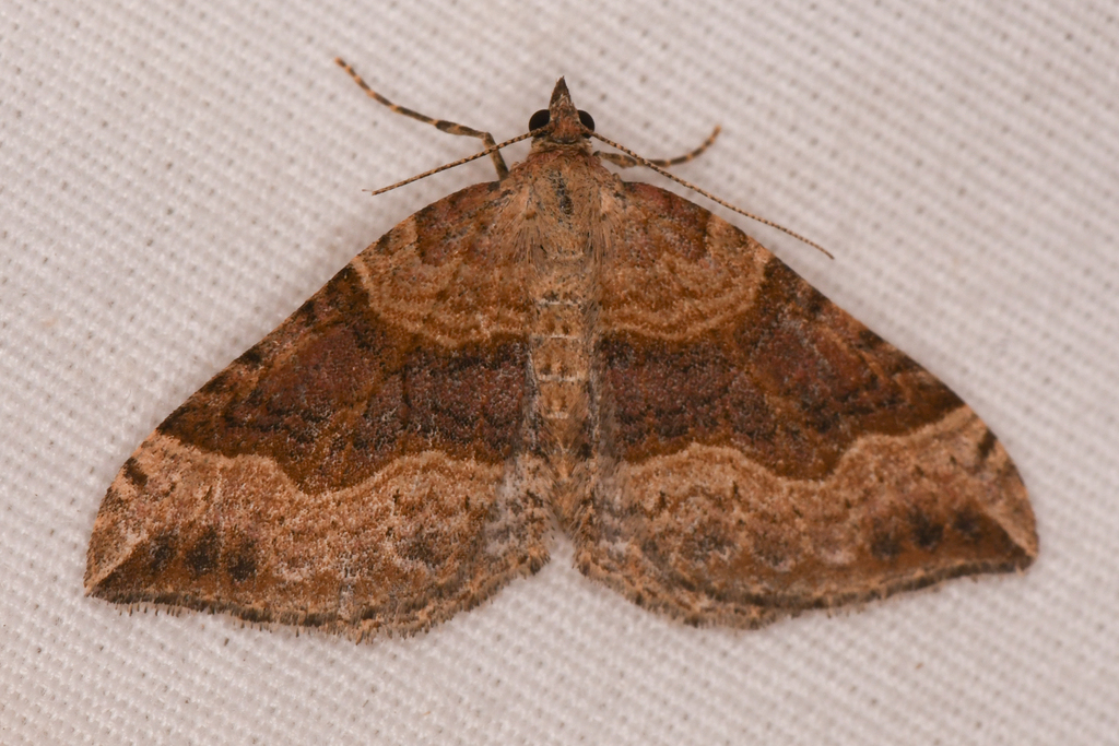 Xanthorhoe offensaria, California species