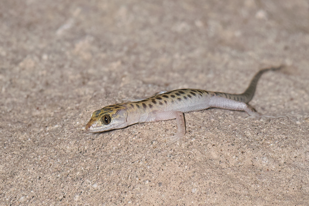 Xantusia gracilis (Sandstone Night Lizard), California species
