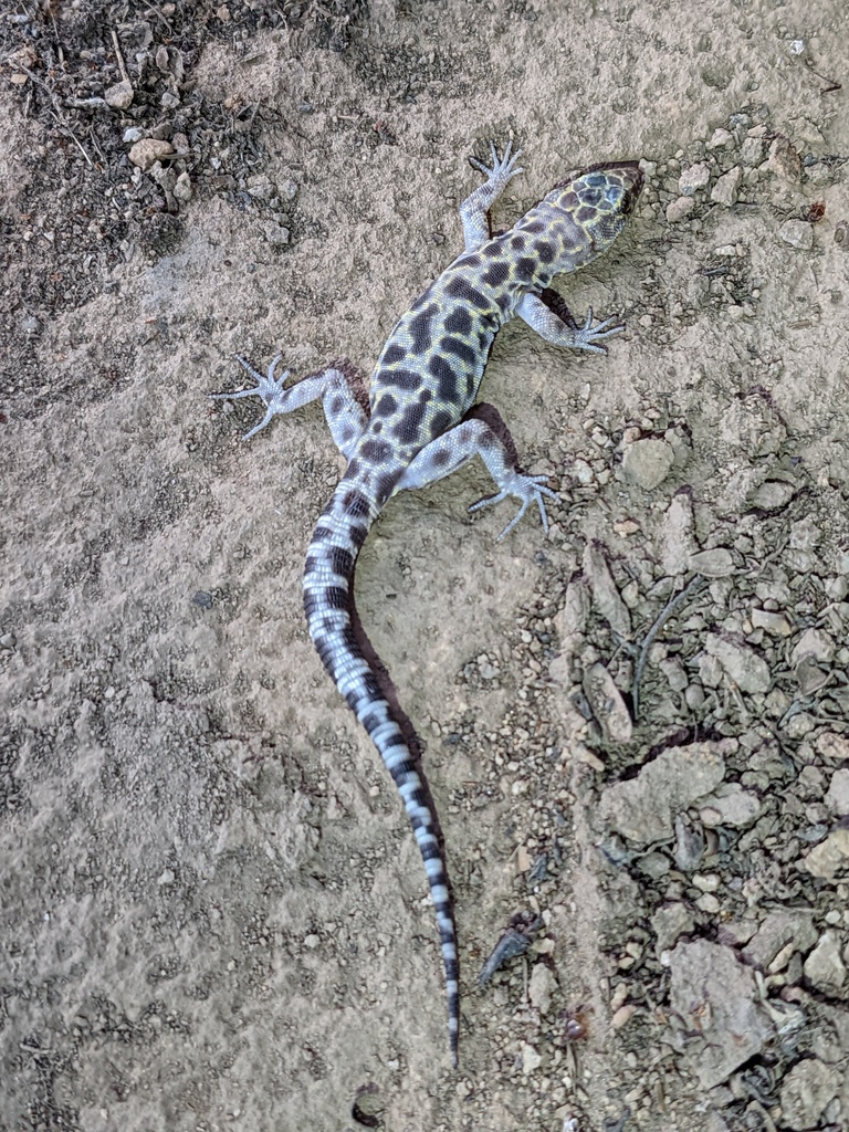 Xantusia henshawi (Granite Night Lizard), California species
