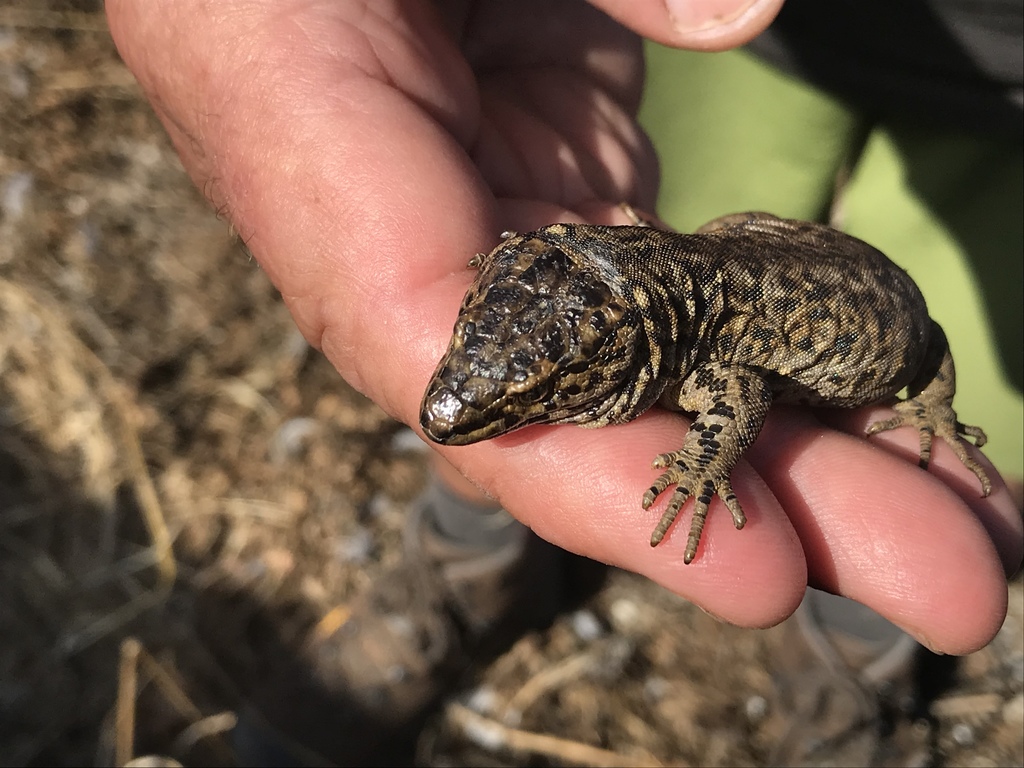 Xantusia riversiana (Island night lizard), California species