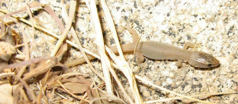 Xantusia vigilis (Desert Night Lizard), California species