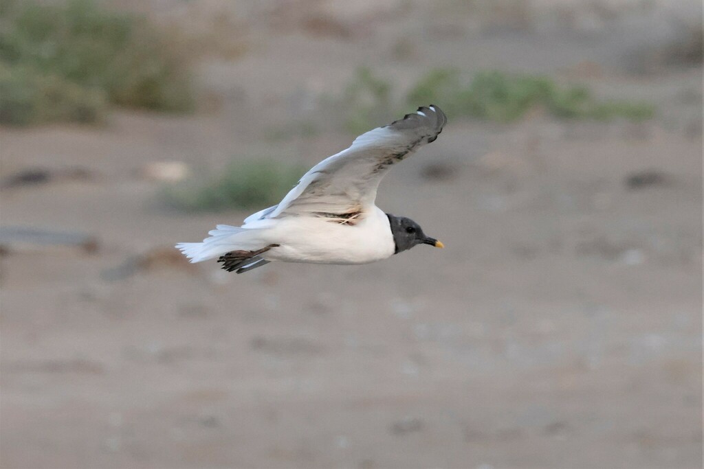 Xema sabini (Sabine's Gull), California species