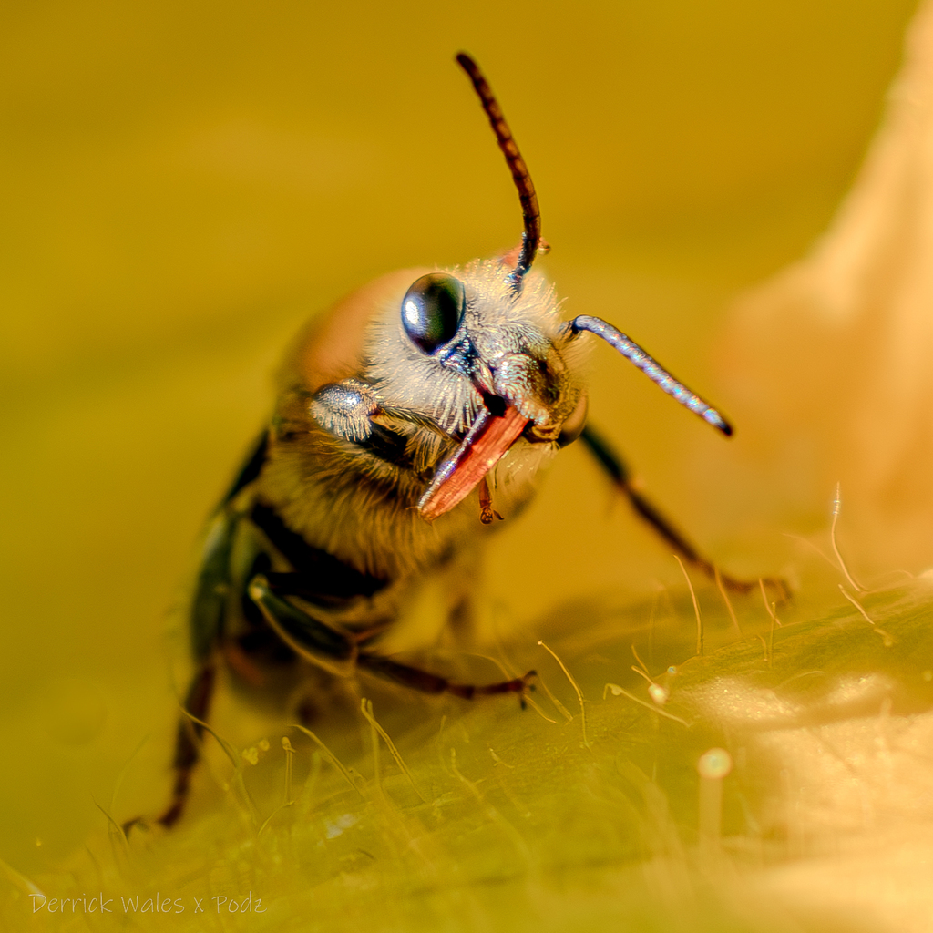 Xenoglossa pruinosa (Pruinose Squash Bee), California species