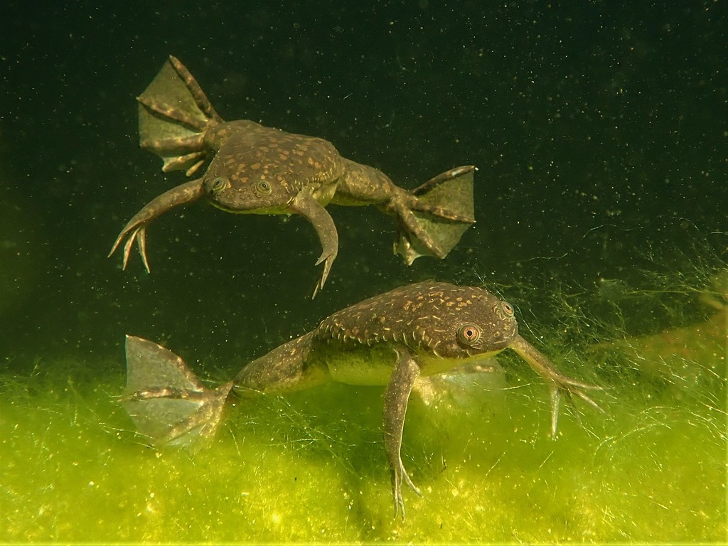 Xenopus laevis (African Clawed Frog), California species
