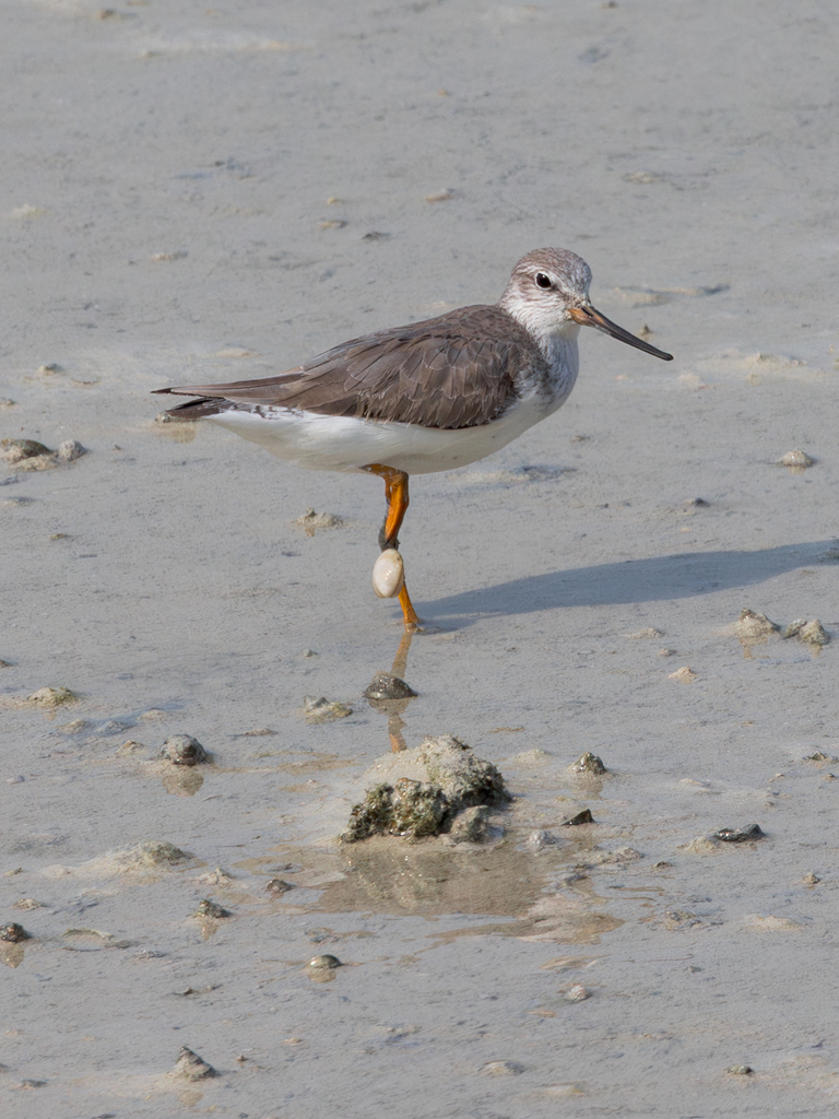 Xenus cinereus (Terek Sandpiper), California species
