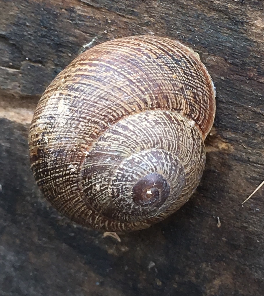 Xerarionta intercisa (Horseshoe Snail), California species